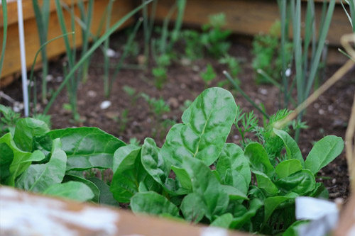 Embracing Sustainable Living by growing vegetables in plant beds