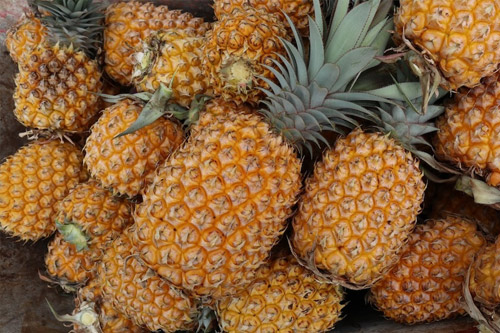 close up of a lot of pineapples
